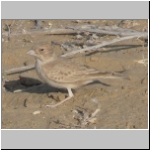 Indian bush  lark.jpg